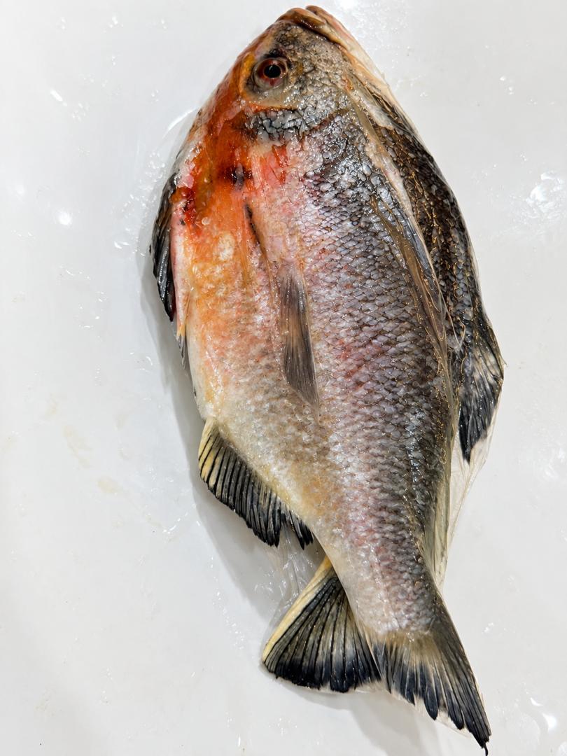Red Pacu 0.9kg To 0.99kg