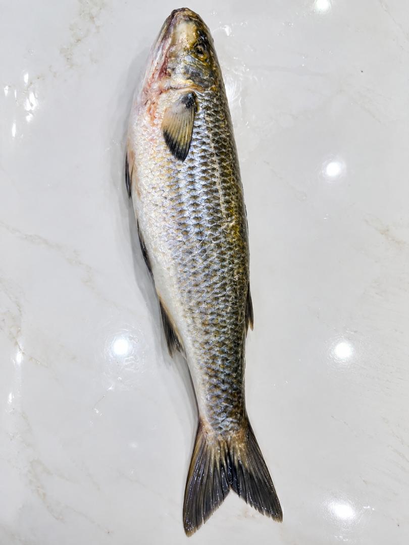 Mullet From 0.7kg To 0.79