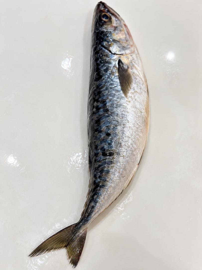 Kote 0.6kg To 0.69kg